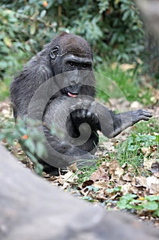 The western lowland gorilla