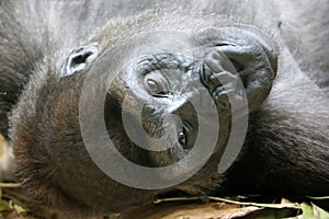 The western lowland gorilla