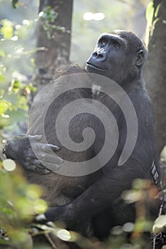 The western lowland gorilla