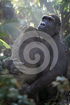 The western lowland gorilla