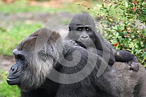 Western lowland gorilla