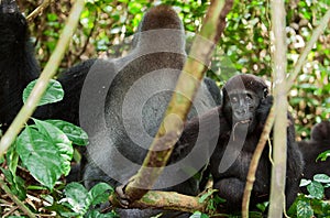 Western Lowland Gorilla