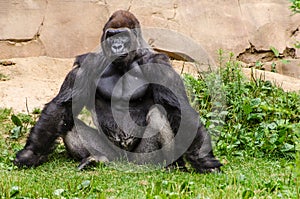 Western Lowland Gorilla