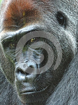 Western lowland gorilla