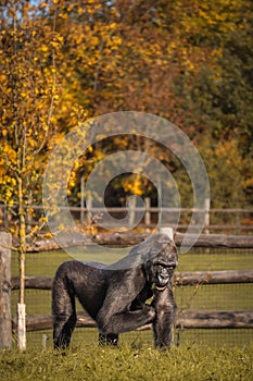 Western Lowland Gorilla in Autumn Zoo