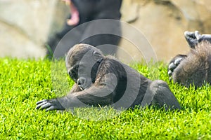 Western lowland gorilla baby is playing