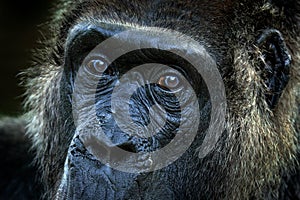 Western lowland gorilla, detail head portrait with beautiful eyes. Close-up photo of wild big black monkey in the forest, Gabon,