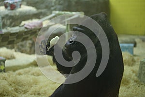 Western lowland gorilla drinking milk from a bottle in the aviary of zoo