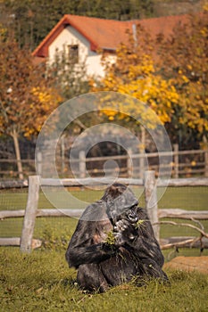 Western Lowland Gorilla Eating Grass in Autumn Zoo