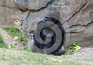 Western lowland gorilla after enjoying a snack at the Dallas Zoo in Texas.