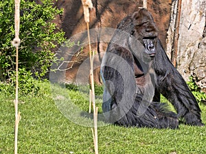 Western Lowland Gorilla, Gorilla g.gorila, adult male Silver back photo