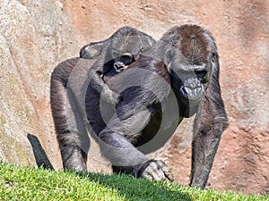 Western Lowland Gorilla, Gorilla g. gorila, wears a cub on her back photo