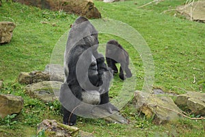 Western Lowland Gorilla - Gorilla gorilla gorilla