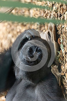 Western Lowland Gorilla (Gorilla gorilla gorilla) in Central Africa