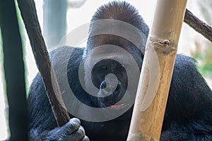 Western Lowland Gorilla (Gorilla gorilla gorilla) in Central Africa