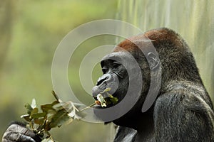 The western lowland gorilla Gorilla gorilla gorilla is eating leaves with green background, detail of the head photo