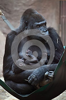 Western lowland gorilla (Gorilla gorilla gorilla) with its two-w