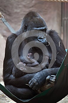 Western lowland gorilla (Gorilla gorilla gorilla) with its two-week-old baby.