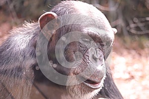 A Western Lowland Gorilla  Gorilla gorilla  at the North Carolina Zoo