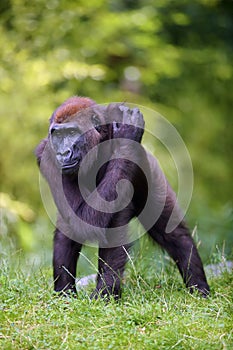 The western lowland gorilla Gorilla gorilla standing on a grassy hill. Young ape in captivity. Lowland gorilla in natural