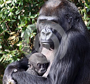 Western Lowland Gorilla Holding Her Newborn Baby photo