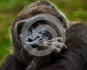 Western Lowland Gorilla III