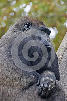 Western Lowland Gorilla looking at camera