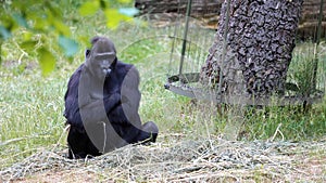 The western lowland gorilla is one of two Critically Endangered subspecies of the western gorilla.