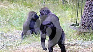 The western lowland gorilla is one of two Critically Endangered subspecies of the western gorilla.