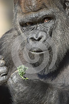Western Lowland Gorilla Portrait