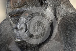 Western Lowland Gorilla Portrait