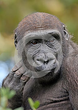 Western Lowland Gorilla portrait