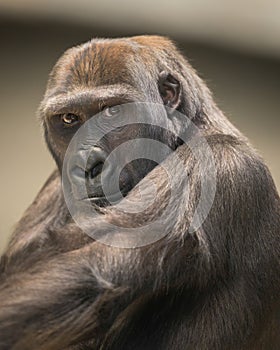 Western lowland gorilla portrait