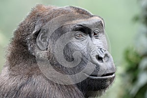 Western Lowland Gorilla portrait