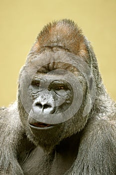 Western Lowland Gorilla portrait