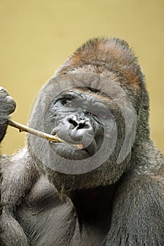 Western Lowland Gorilla portrait