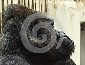 Western lowland gorilla portrait