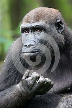 Western Lowland Gorilla portrait in nature