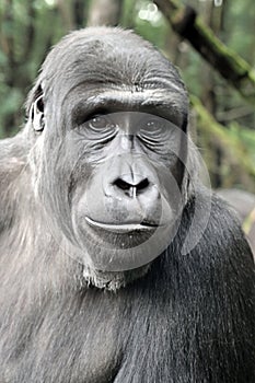 Western Lowland Gorilla portrait in nature