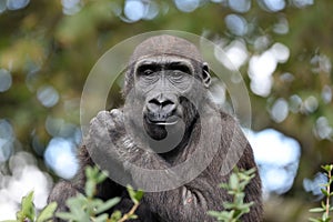 Western Lowland Gorilla portrait in nature
