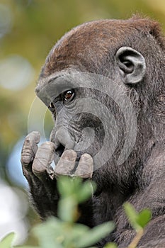 Western Lowland Gorilla portrait