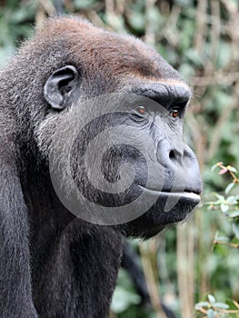 Western Lowland Gorilla portrait