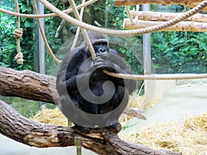 a western lowland gorilla from the primates family of the great apes, Hominidae