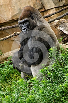 Western Lowland Gorilla relaxing sitting