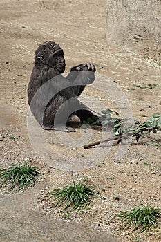 Western lowland gorilla on sandy terrain, contentedly munching on a meal of vegetation