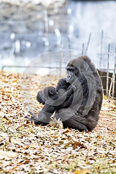 A western Lowland Gorilla sits with her baby at the Atlanta Zoo