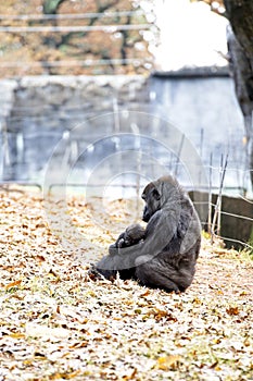 A western Lowland Gorilla sits with her baby at the Atlanta Zoo