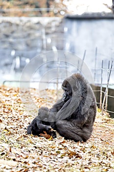 A western Lowland Gorilla sits with her baby at the Atlanta Zoo