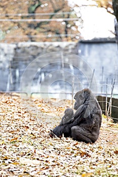 A western Lowland Gorilla sits with her baby at the Atlanta Zoo