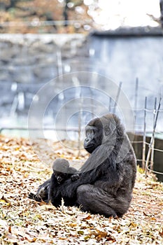 A western Lowland Gorilla sits with her baby at the Atlanta Zoo